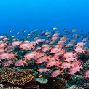 Sail the Enchanting Indian Ocean