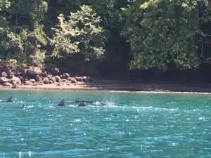 Dolphins in the Golfo Dulce