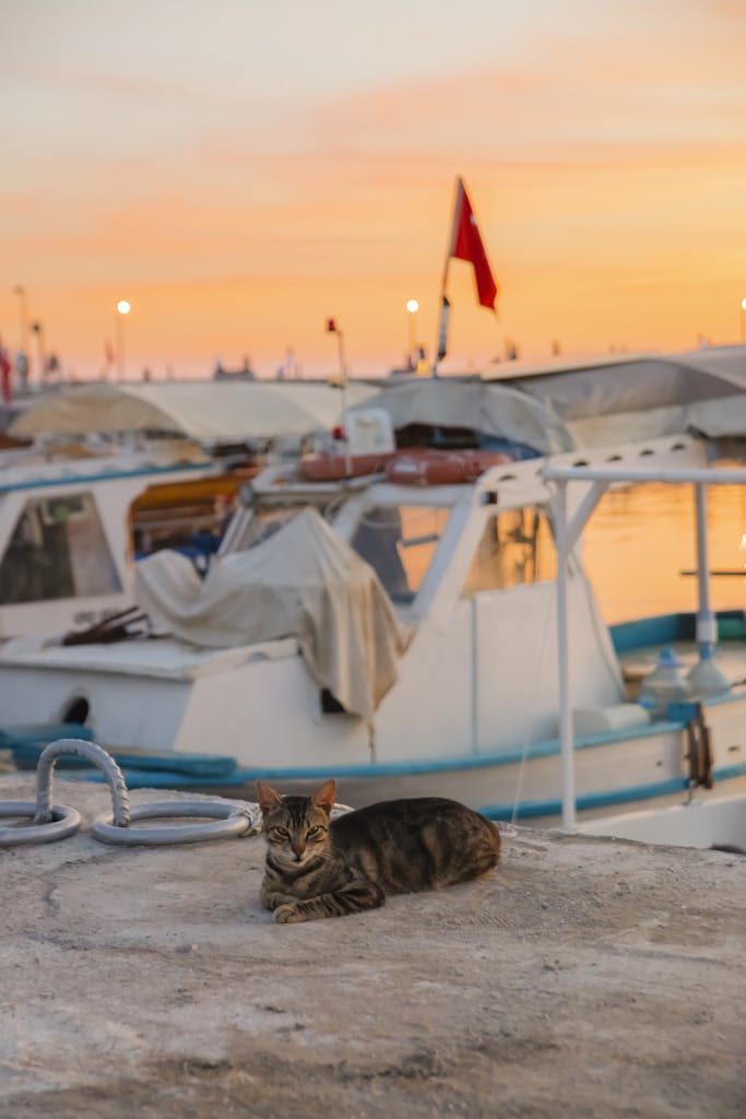A serene scene of a cat lying by moored boats at sunset in Side, Antalya, Turkey.