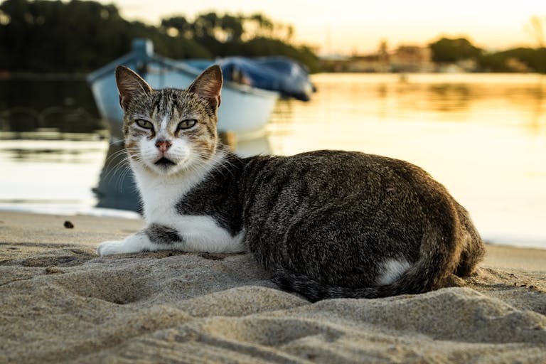 A tranquil cat lounging on a sandy beach with a boat and trees in the golden sunset.