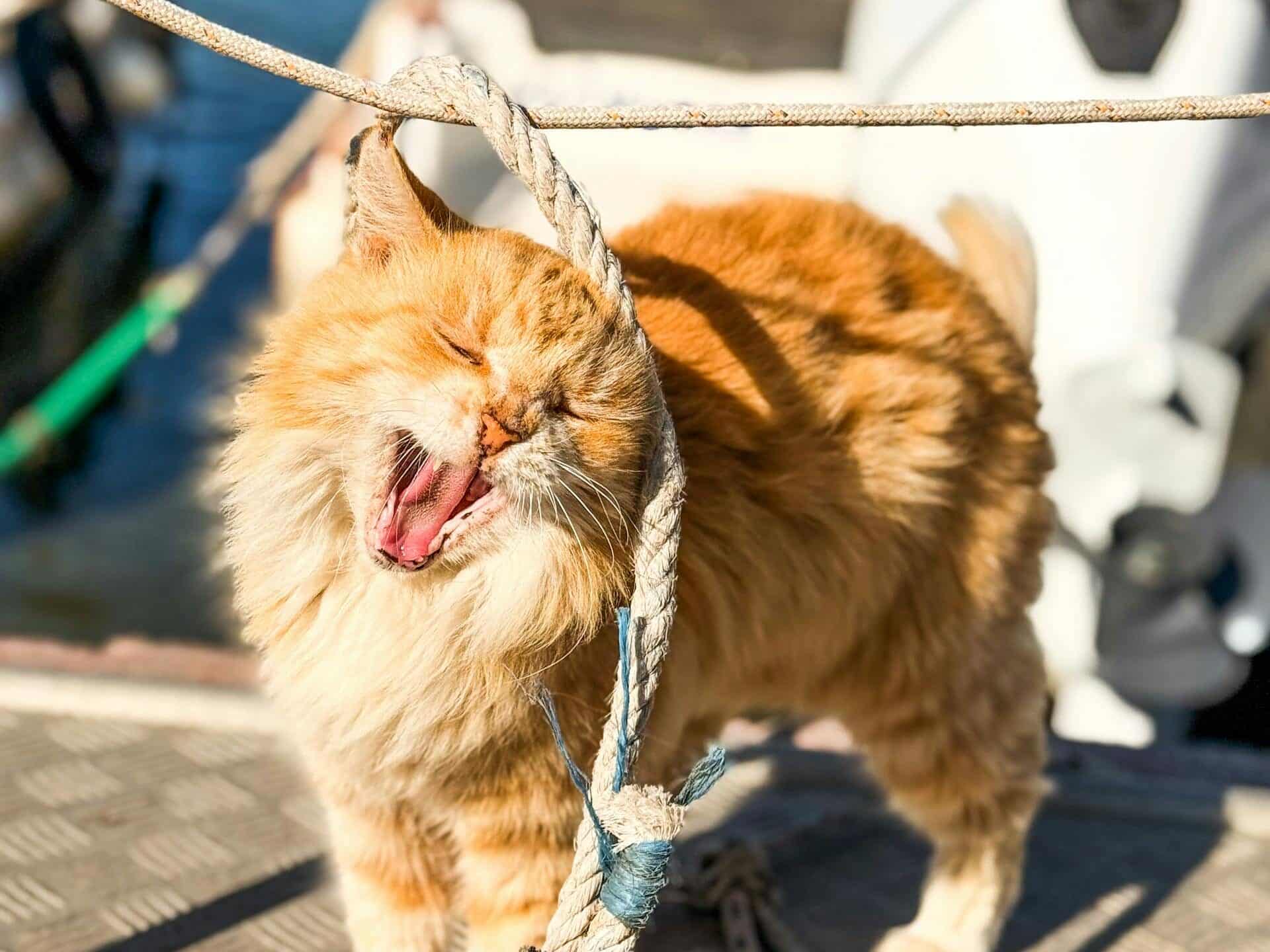 Cat-Friendly Yacht Chartering: Everything You Need to Know in 2025 4 Adorable ginger cat yawns on a sunny pier in Foça, İzmir, Türkiye.