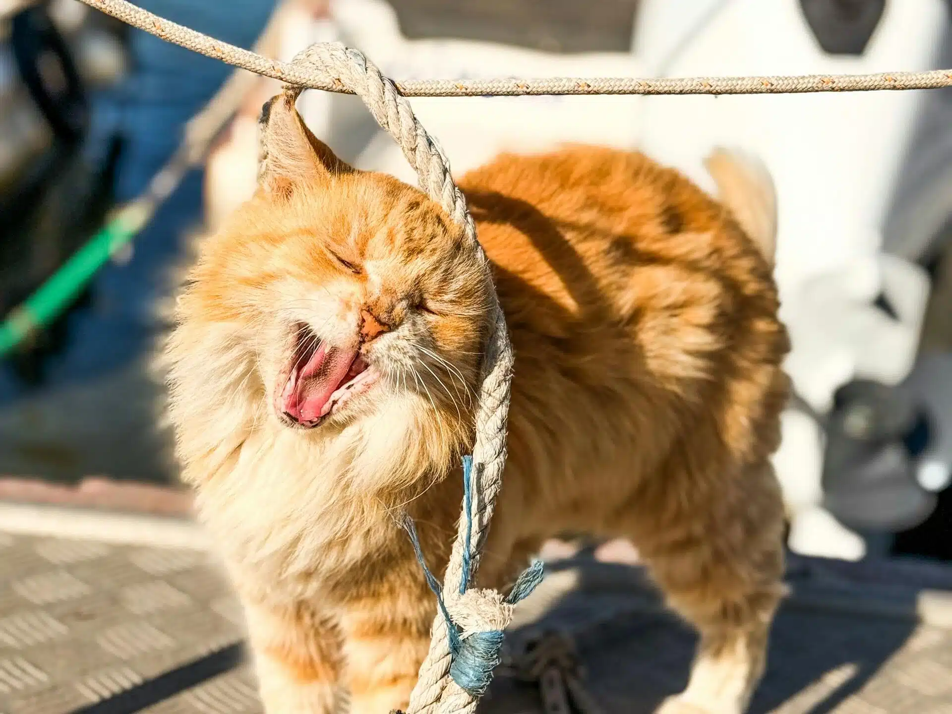 Adorable ginger cat yawns on a sunny pier in Foça, İzmir, Türkiye.