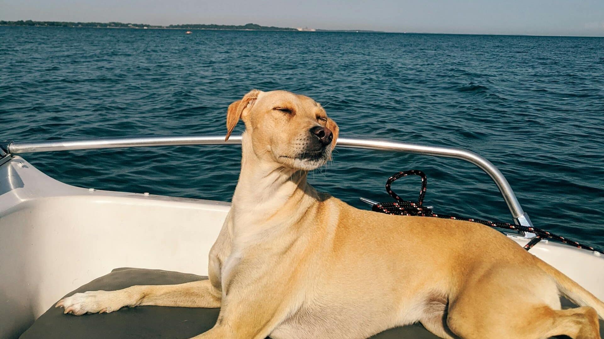 Cute purebred dog resting on yacht seat in ocean under clear blue sky