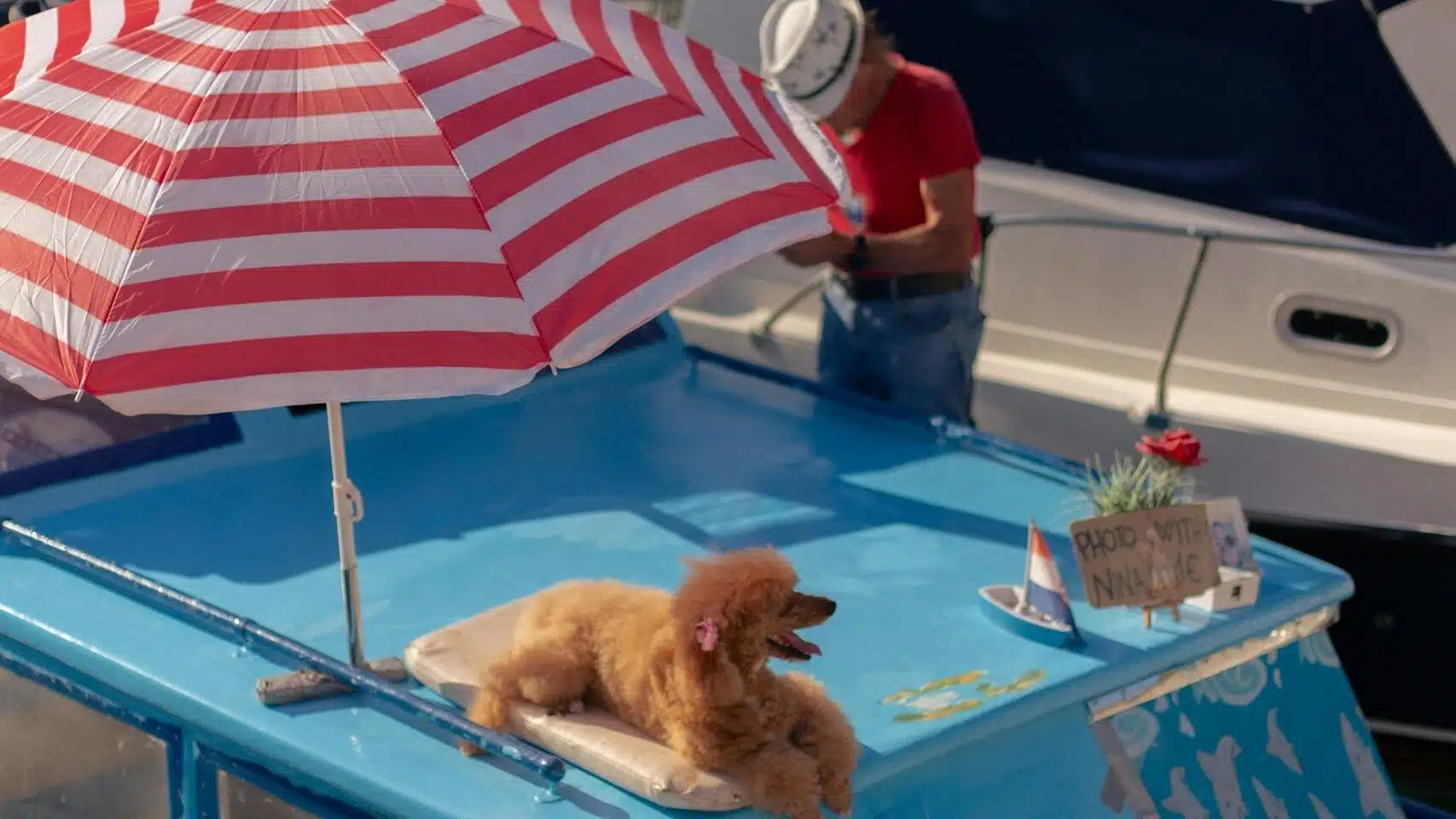 Poodle lounging on a boat under a striped umbrella in Zadar harbor, Croatia.