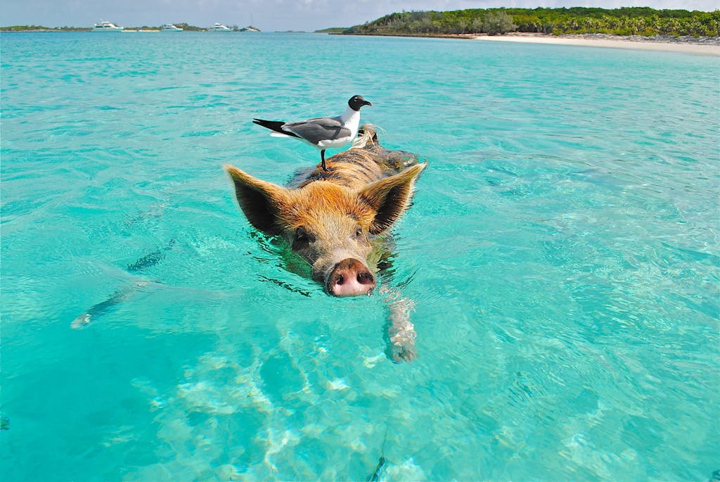 Sailing guide: Sailing in the Bahamas