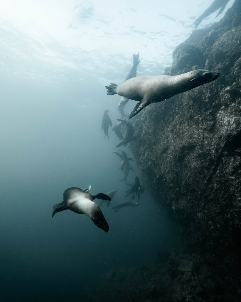 A group of sea lions gracefully swimming underwater near rocky terrain in B.C., Mexico.