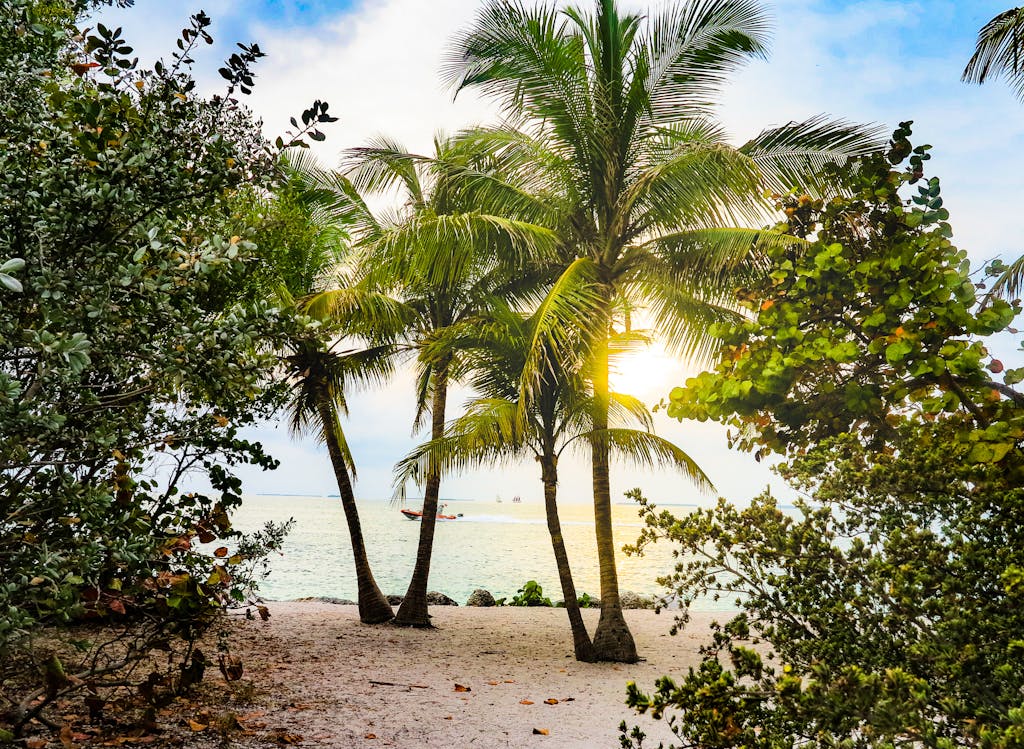 Embrace the serenity of a tropical sunset with palm trees along the Key West shore.